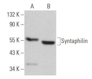 Syntaphilin Antibody (F-4) - Western Blotting - Image 365599 