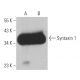Syntaxin 1 Antibody (4E209) - Western Blotting - Image 363153