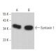 Syntaxin 1 Antibody (4E209) - Western Blotting - Image 382148 
