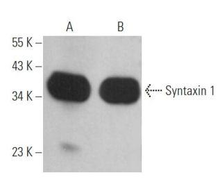 Syntaxin 1 Antibody (4H256) - Western Blotting - Image 363150 