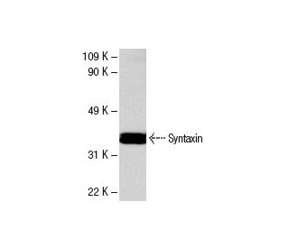 Syntaxin 1 Antibody (C-5) - Western Blotting - Image 4053 