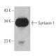 Syntaxin 1 Antibody (C-5) - Western Blotting - Image 363149