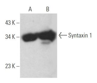 Syntaxin 1 Antibody (HPC-1) - Western Blotting - Image 363174 
