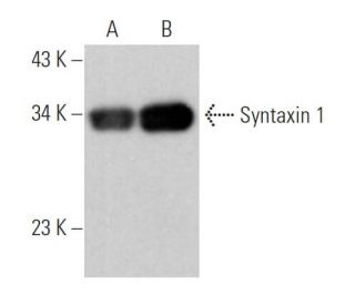 Syntaxin 1 Antibody (SP5) - Western Blotting - Image 374524 