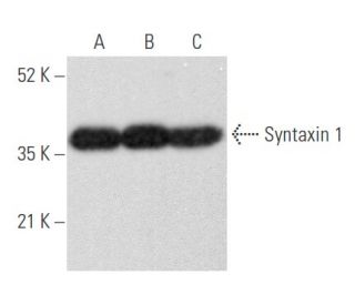 Syntaxin 1 Antibody (SP6) - Western Blotting - Image 355743 