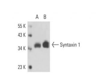 Syntaxin 1 Antibody (SP7) - Western Blotting - Image 17366 