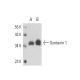Syntaxin 1 Antibody (SP7) - Western Blotting - Image 17366 