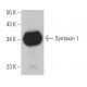 Syntaxin 1 Antibody (SP7) - Western Blotting - Image 363152 