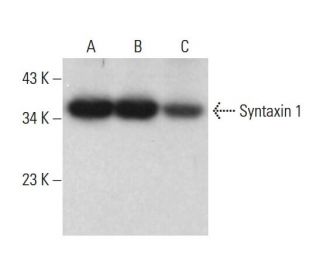 Syntaxin 1 Antibody (SP8) - Western Blotting - Image 381099 