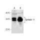 Syntaxin 11 Antibody (A-4) - Western Blotting - Image 281789 