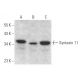 Syntaxin 11 Antibody (A-4) - Western Blotting - Image 371575 