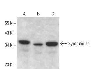 Syntaxin 11 Antibody (A-4) - Western Blotting - Image 371575