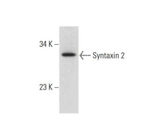 Syntaxin 2 Antibody (A-12) - Western Blotting - Image 325194