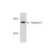 Syntaxin 2 Antibody (A-12) - Western Blotting - Image 325194
