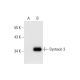 Syntaxin 3 Antibody (D-5) - Western Blotting - Image 296015