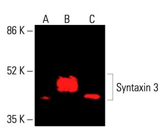 Syntaxin 3 Antibody (D-5) - Western Blotting - Image 416168 