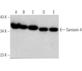 western blotting image from recommended Syntaxin 4 (QQ-17) monoclonal antibody replacement. Image 368199