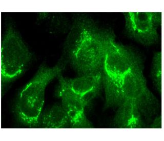Syntaxin 5 Antibody (B-8) - Immunofluorescence - Image 296804 