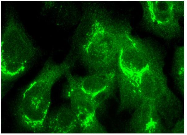 Syntaxin 5 Syntaxin 5 Antibody (B-8) | SCBT - Santa Cruz Biotechnology
