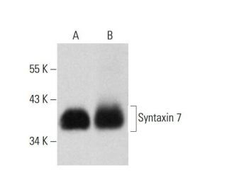 Syntaxin 7 Antibody (G-3) - Western Blotting - Image 317950 