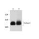 Syntaxin 7 Antibody (G-3) - Western Blotting - Image 317950 