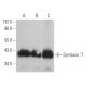Syntaxin 7 Antibody (G-3) - Western Blotting - Image 364433
