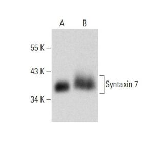 Syntaxin 7 Antibody (G-7) - Western Blotting - Image 317949 