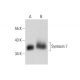 Syntaxin 7 Antibody (G-7) - Western Blotting - Image 317949 