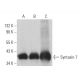 Syntaxin 7 Antibody (G-7) - Western Blotting - Image 364434