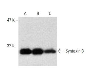 Syntaxin 8 Antibody (48) - Western Blotting - Image 138402 