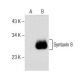 Syntaxin 8 Antibody (A-9) - Western Blotting - Image 155801