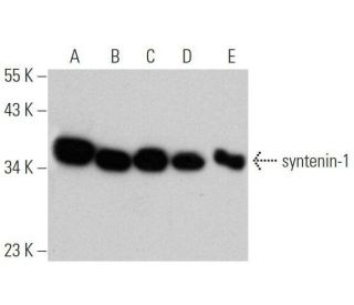 syntenin-1 Antibody (C-3) - Western Blotting - Image 356304 