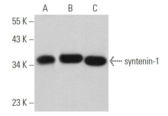 Antisyntenin1 Antibody (C3) SCBT Santa Cruz Biotechnology