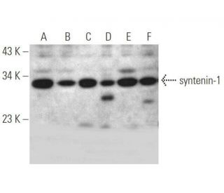 syntenin-1 Antibody (E-3) - Western Blotting - Image 349048 