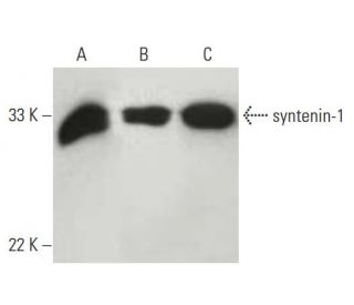 syntenin-1 Antibody (C-3) - Western Blotting - Image 396495