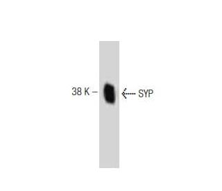 SYP/Synaptophysin Antibody (2) - Western Blotting - Image 127541 