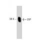 SYP/Synaptophysin Antibody (2) - Western Blotting - Image 127541 