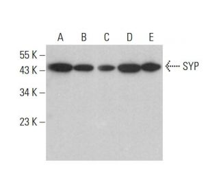 SYP/Synaptophysin Antibody (A-9) - Western Blotting - Image 378009 