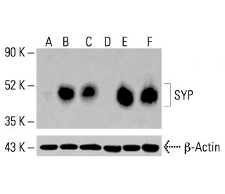 SYP/Synaptophysin Antibody (C-12) - Western Blotting - Image 414319 