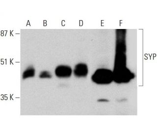 SYP Antibody (D-4) - Western Blotting - Image 385688 