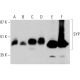 western blotting image from recommended SYP/Synaptophysin (D-4) monoclonal antibody replacement. Image 385688