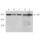SYP/Synaptophysin Antibody (SY38) - Western Blotting - Image 375046