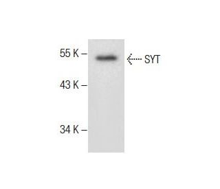 SYT Antibody (C-3) - Western Blotting - Image 287508 