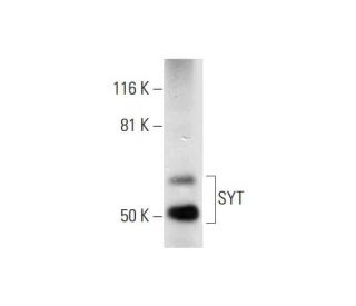 SYT Antibody (D-3) - Western Blotting - Image 289806 