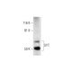 SYT Antibody (D-3) - Western Blotting - Image 289806 