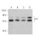 SYT Antibody (D-3) - Western Blotting - Image 361622