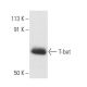 T-bet/TBX21 Antibody (39D) - Western Blotting - Image 1482