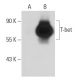 T-bet/TBX21 Antibody (39D) - Western Blotting - Image 33412 