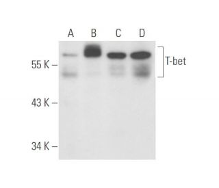 T-bet/TBX21 Antibody (D-5) - Western Blotting - Image 57878 