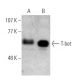 western blotting image from recommended T-bet/TBX21 (4B10) monoclonal antibody replacement. Image 372277